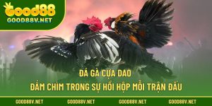 Đá gà cựa dao