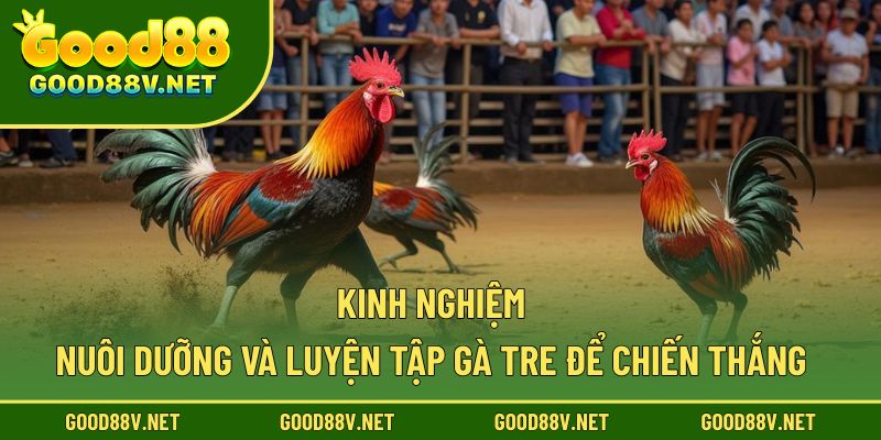 Kinh nghiệm nuôi dưỡng và luyện tập gà tre để chiến thắng