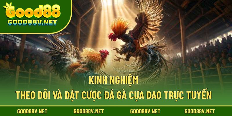 Kinh nghiệm theo dõi và đặt cược đá gà cựa dao trực tuyến