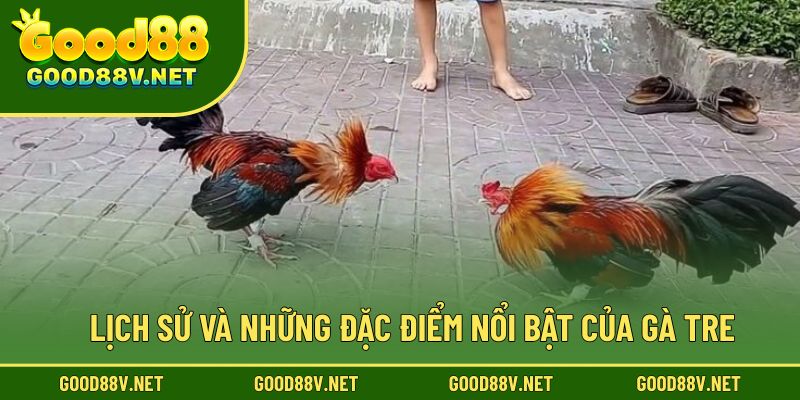 Lịch sử và những đặc điểm nổi bật của gà tre