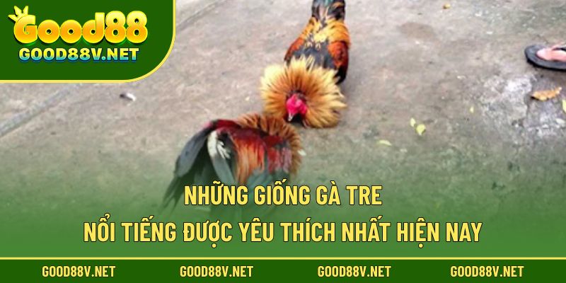 Những giống gà tre nổi tiếng được yêu thích nhất hiện nay