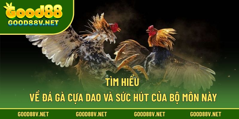 Tìm hiểu về đá gà cựa dao và sức hút của bộ môn này